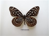 藏品(小紋青斑蝶)的圖片